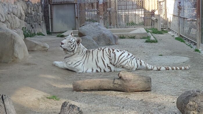 埼玉 東武動物公園 料金割引あり ホワイトタイガーで有名な動物園 たびごのみ